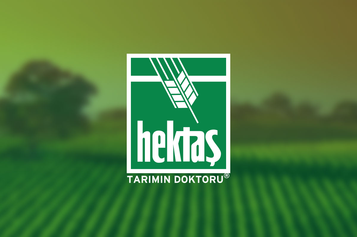 hektaş broşür tasarımı